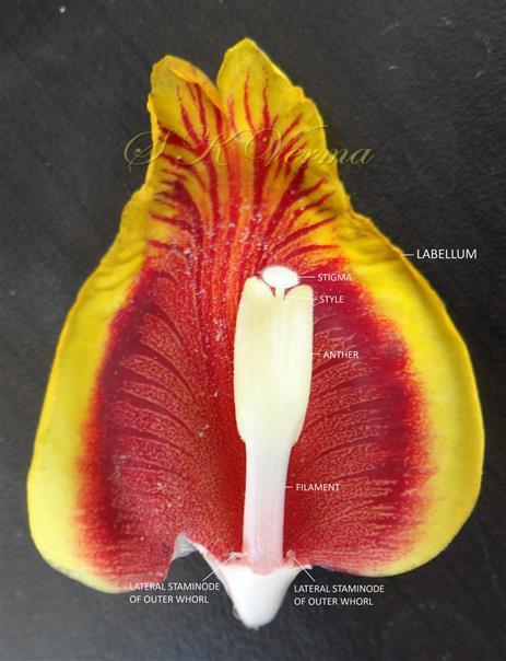  Stamen and Staminodes